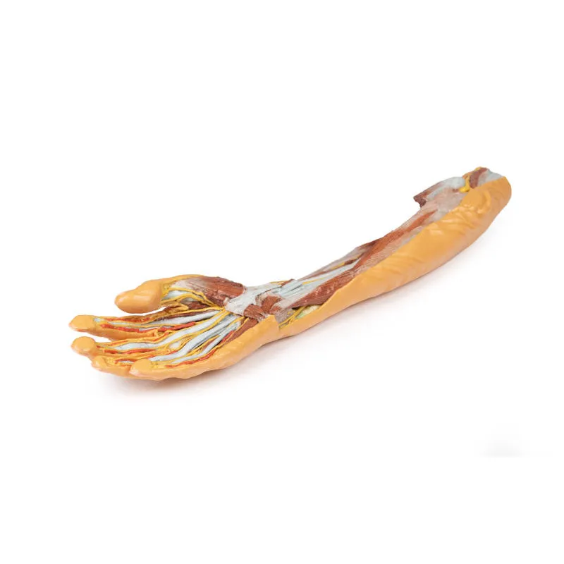 3D Printed Forearm and Hand Replica - Superficial and Deep Dissection