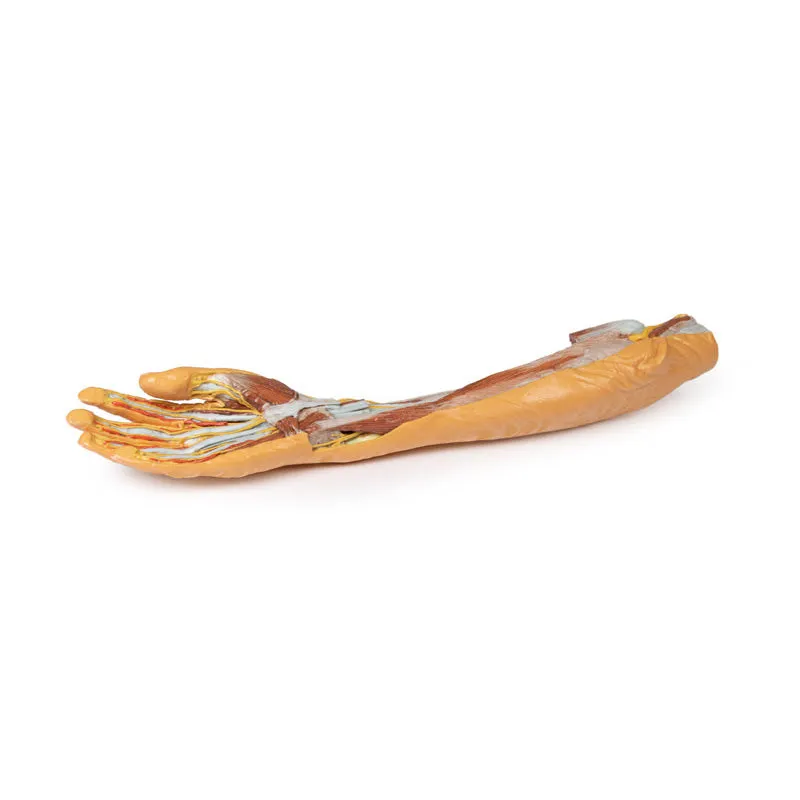 3D Printed Forearm and Hand Replica - Superficial and Deep Dissection