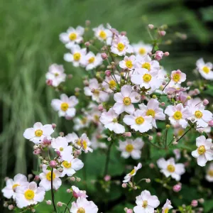 Anemone hupehensis 'Andrea Atkinson' 9cm/ 3L