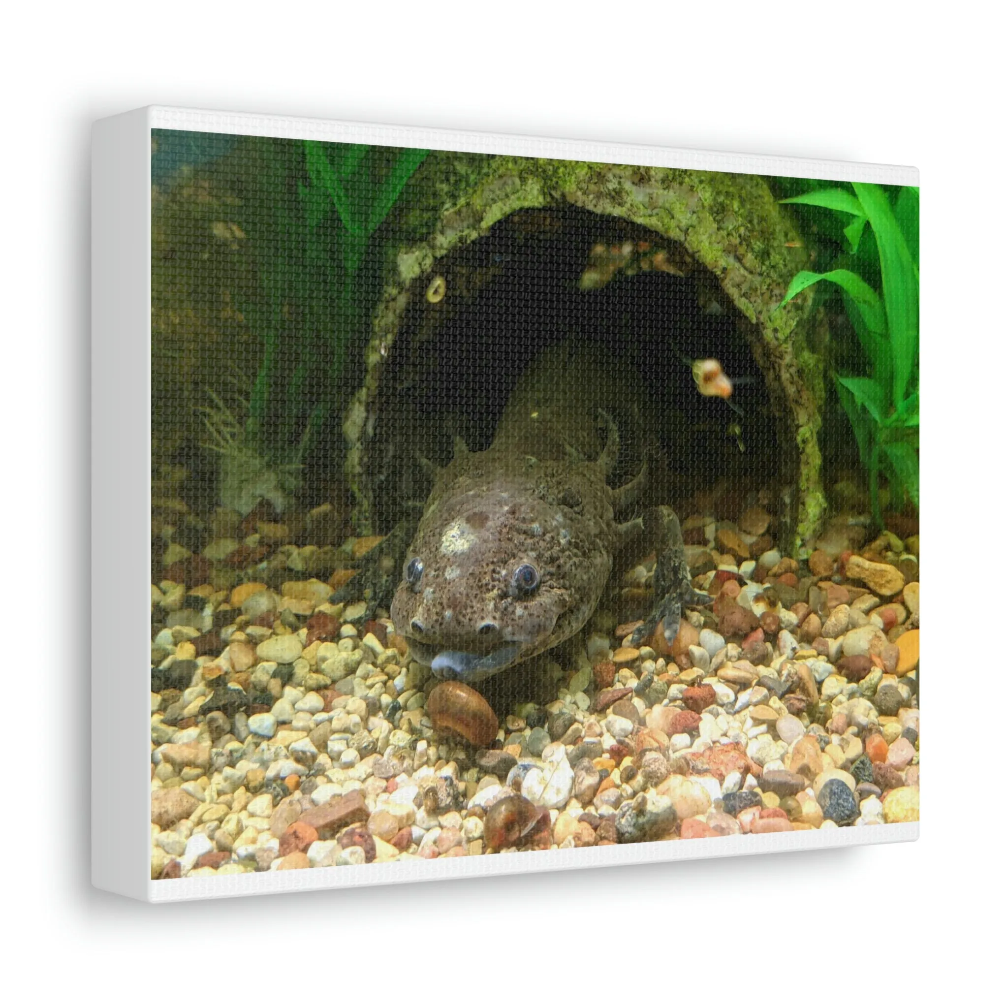 Axoltl Stretched Canvas
