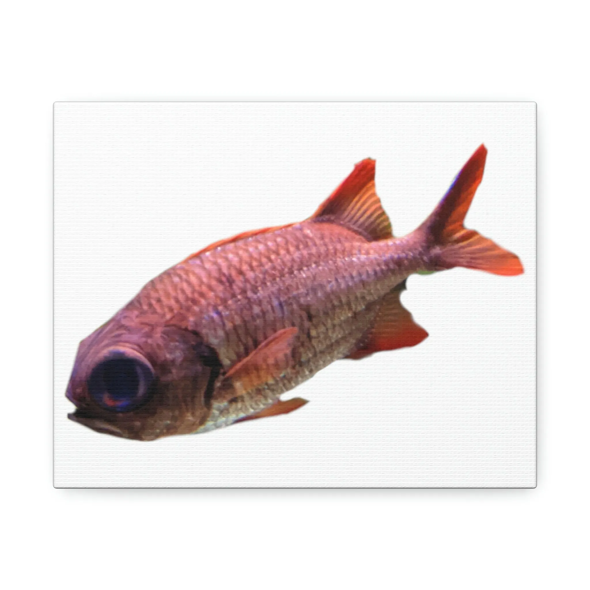 Red Fish Stretched Canvas