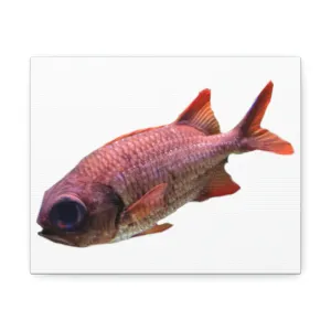 Red Fish Stretched Canvas