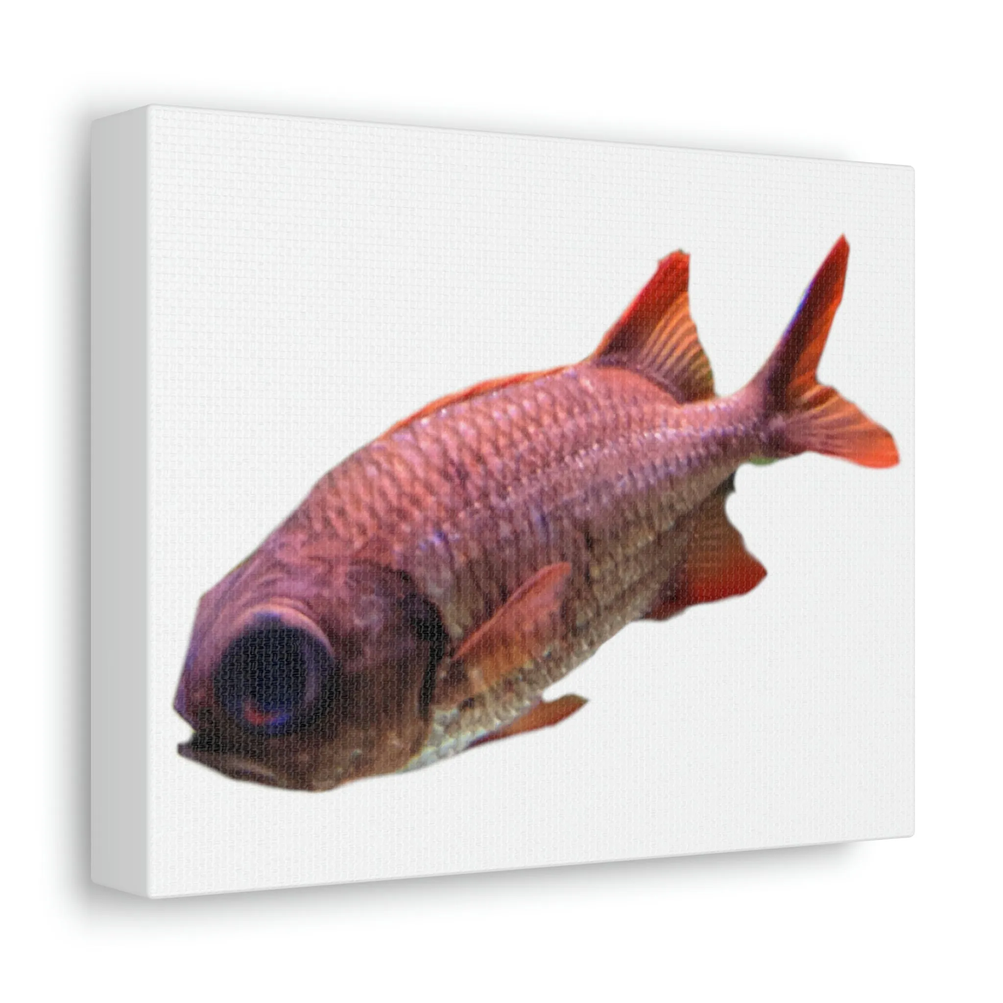 Red Fish Stretched Canvas