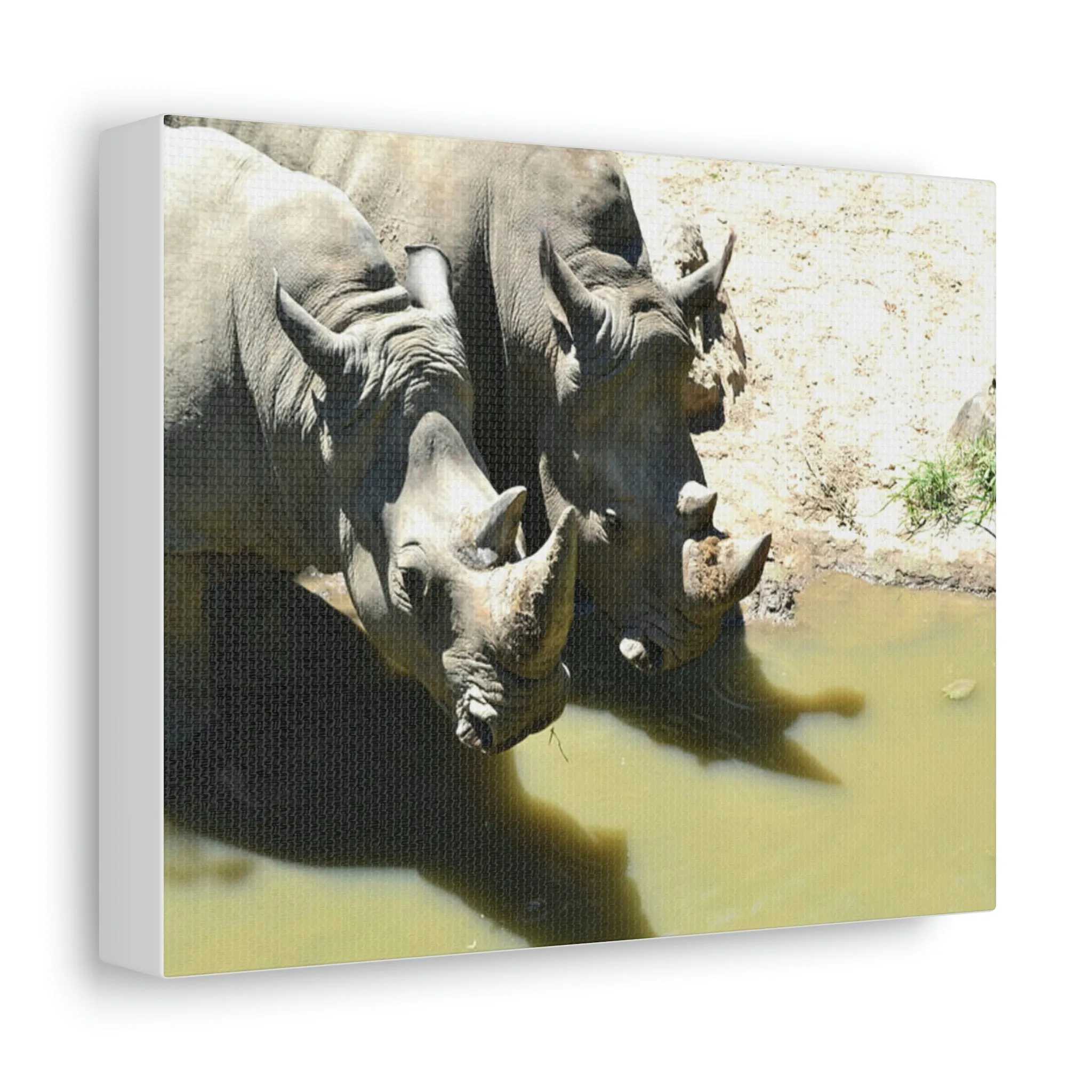 Rhinos Stretched Canvas