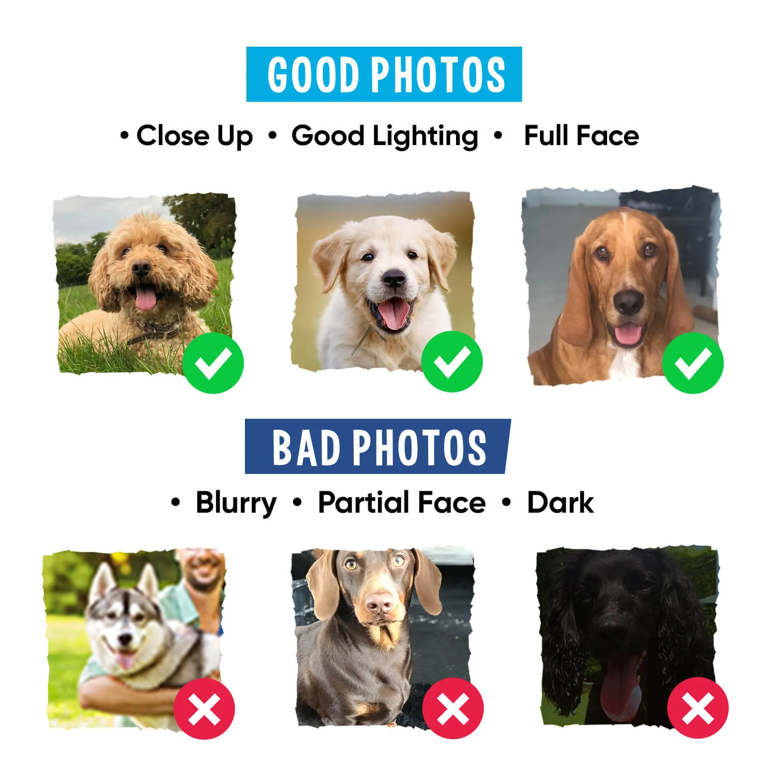 The President Dog Portrait